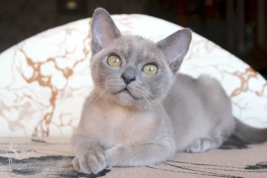 Европейская Бурманская кошка лиловая