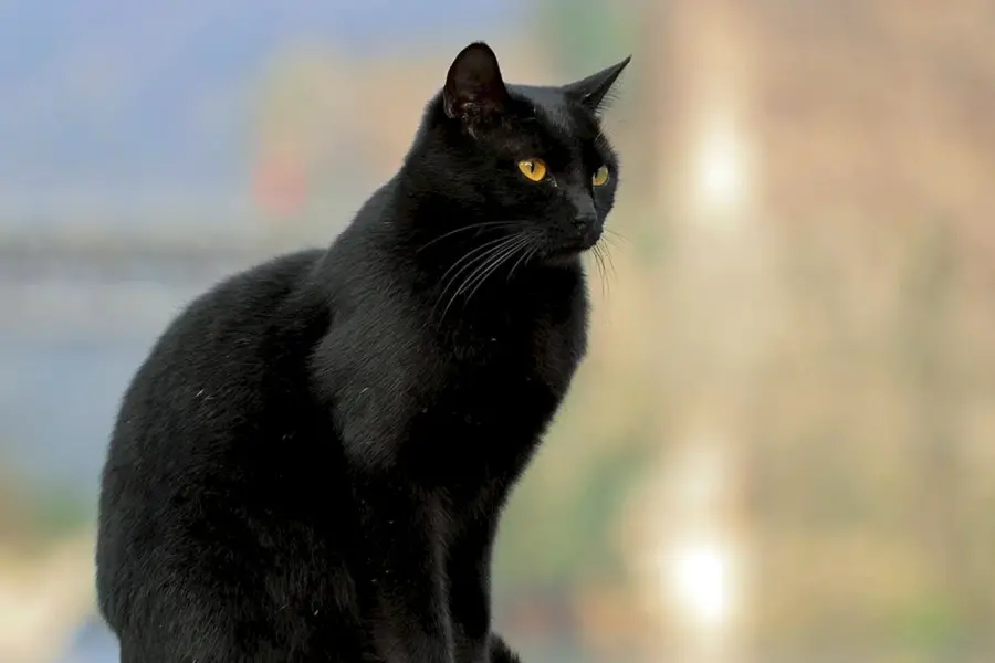 Европейская гладкошерстная кошка черная