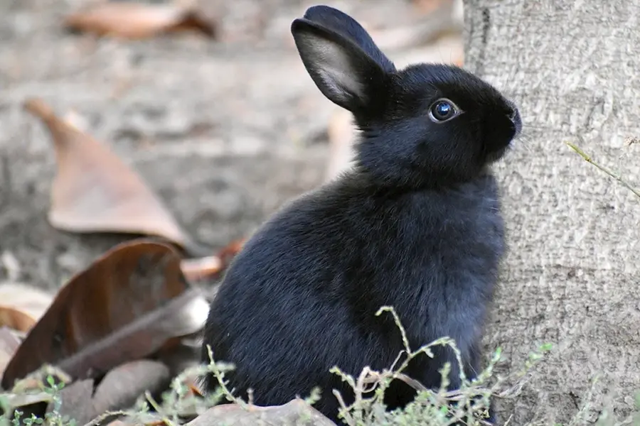 Европейский кролик меланист