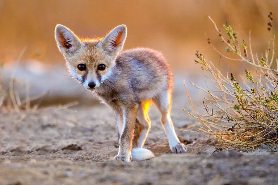Фенеки пустынные лисички