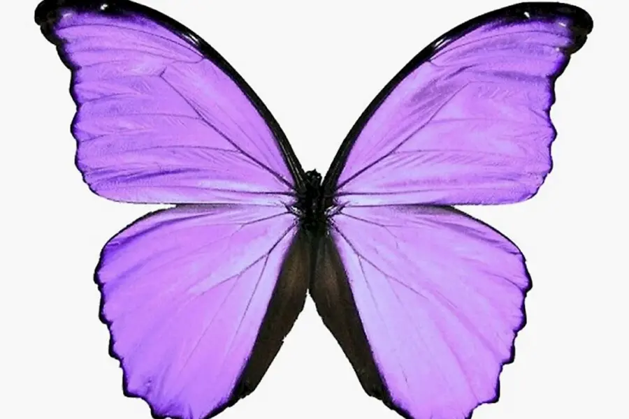 Фиолетовые бабочки картинки для печати