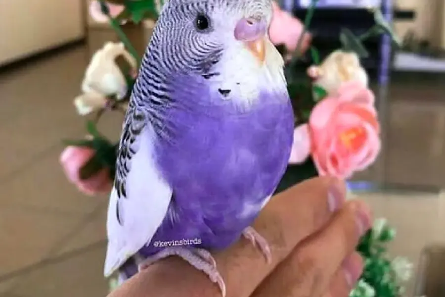 Фиолетовый волнистый попугай