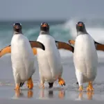 Фолклендские острова папуанские пингвины