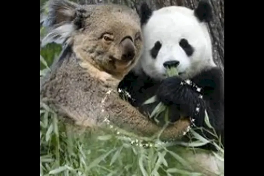 Фото коалы и панды