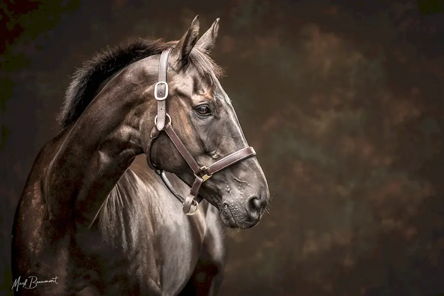 Фотопортрет лошади