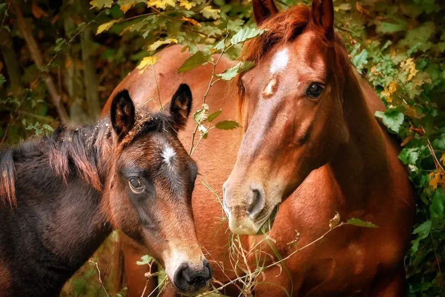 Фотосессия с двумя лошадьми