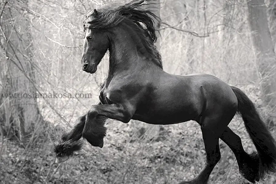 Фризская лошадь черно белая