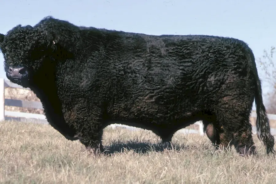 Галловейская порода бык