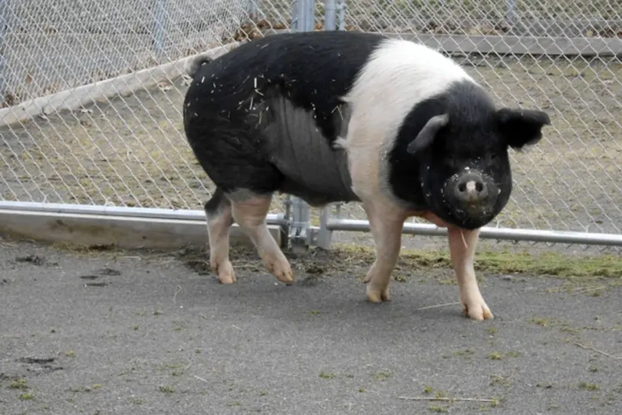 Гемпшир порода свиней беконная