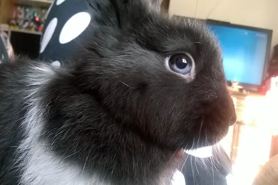 Гетерохромия глаз у кроликов
