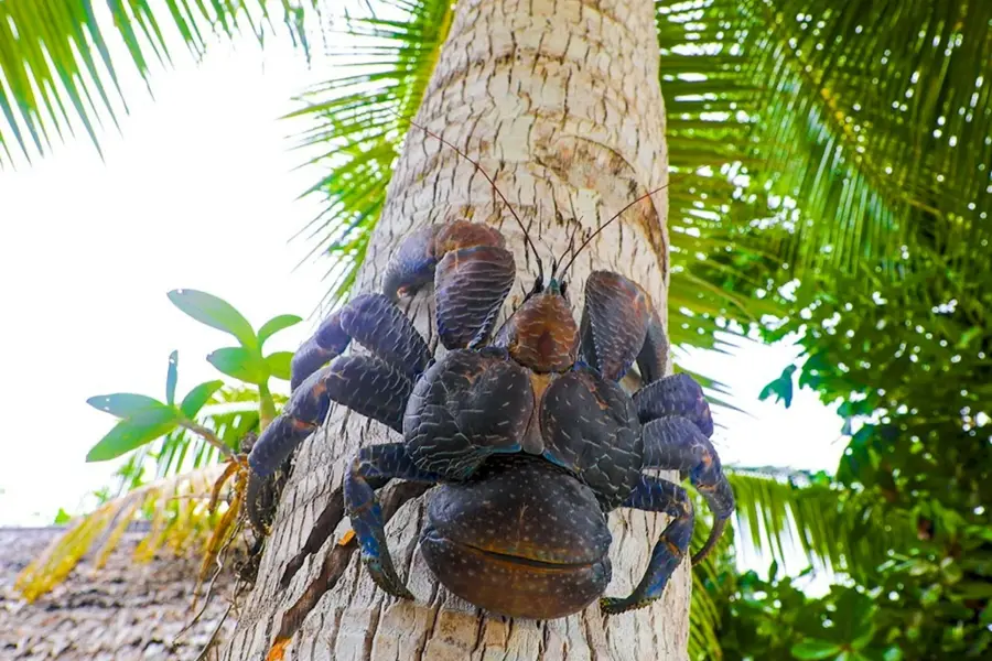 Giant Coconut Crab