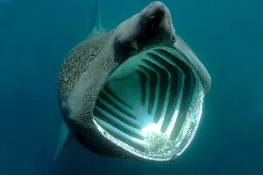 Гигантская акула Cetorhinus Maximus