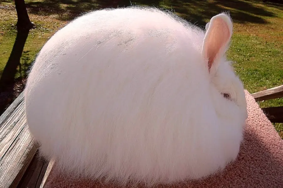 Гигантский ангорский кролик