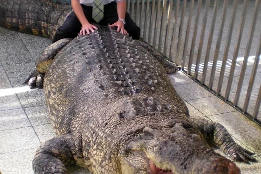 Гигантский гребнистый крокодил