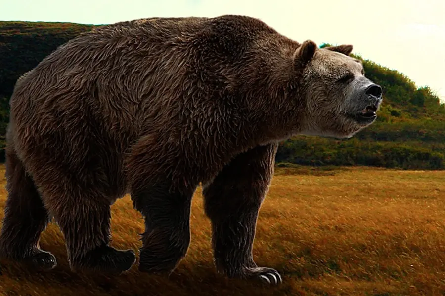 Гигантский Короткомордый медведь Арктодус