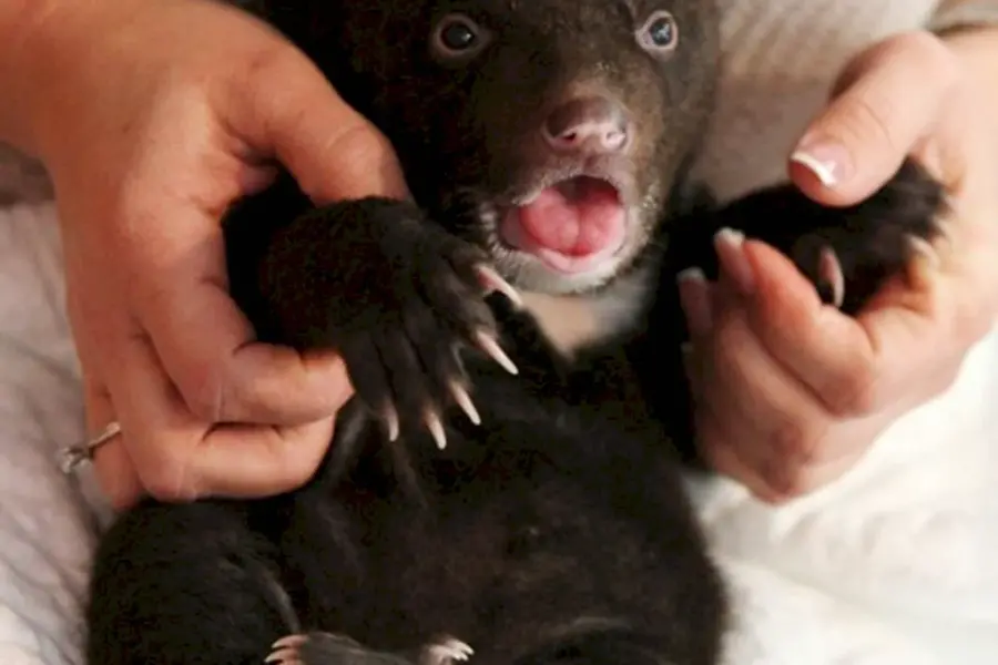Гималайский медведь детеныш новорожденный