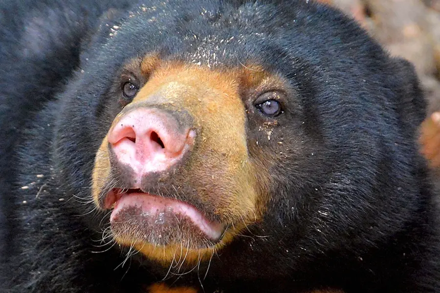 Гималайский медведь нос