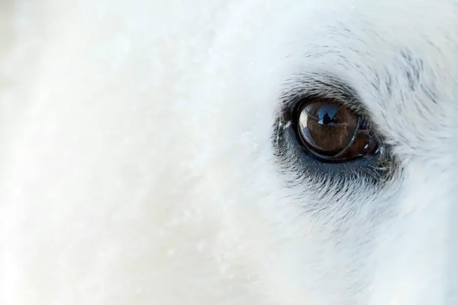 Глаза белого медведя