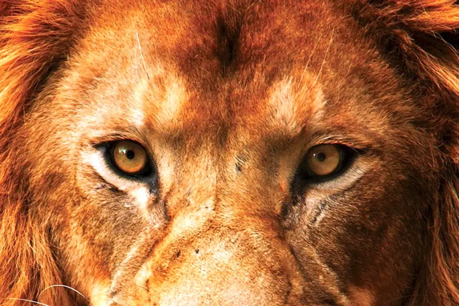 Глаза Льва