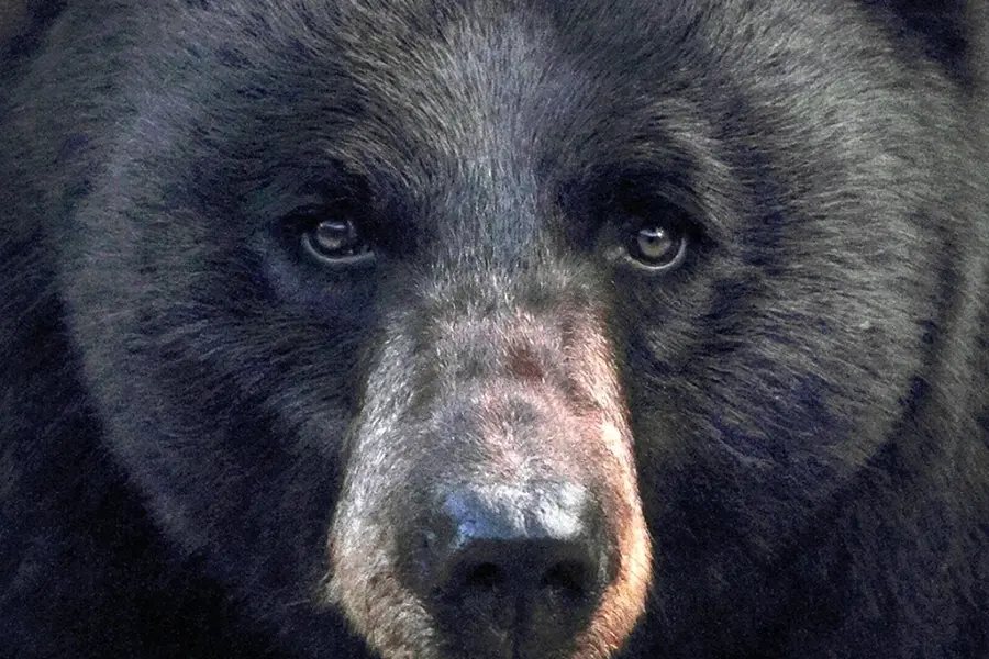Глаза медведя