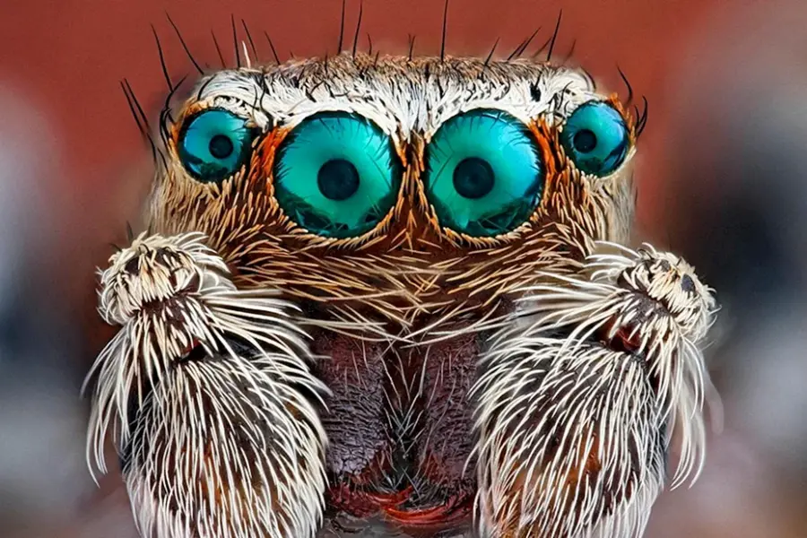 Глаза паука под микроскопом милые