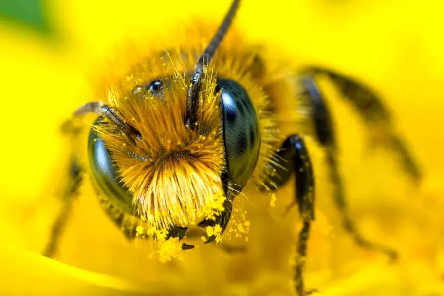 Глаза пчелы крупно