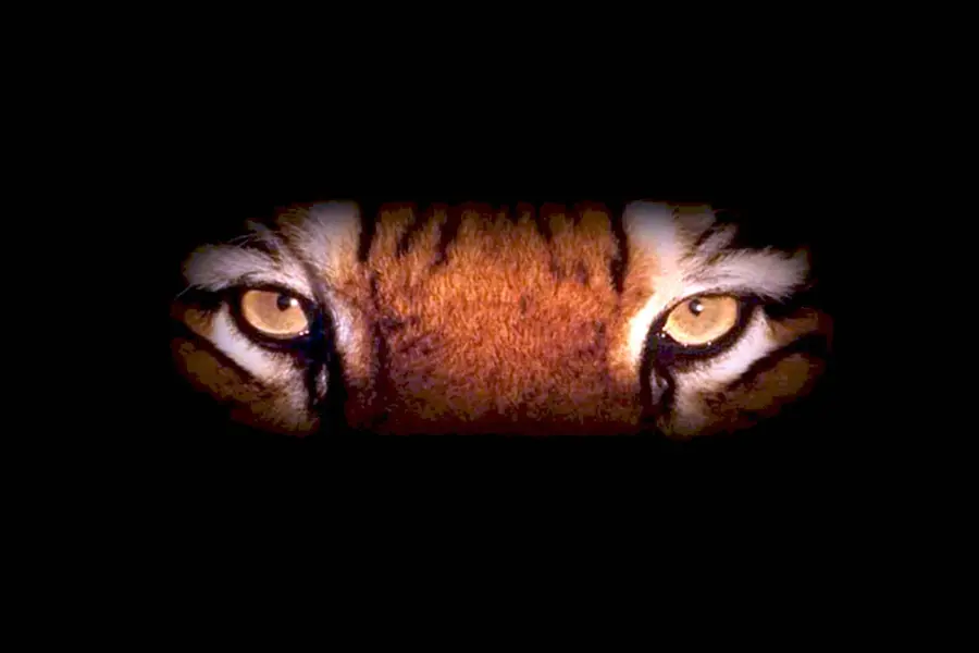 Глаза тигра в темноте
