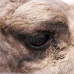 Глаза верблюда третье веко