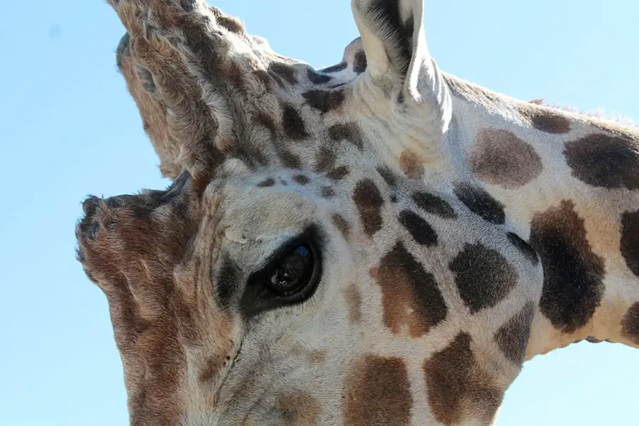Глаза жирафа