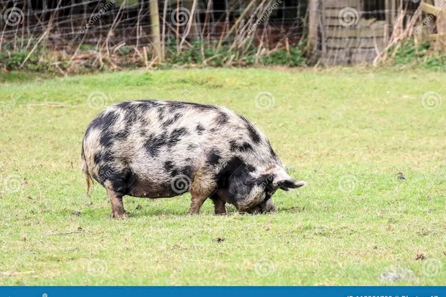 Глостерширская свинья
