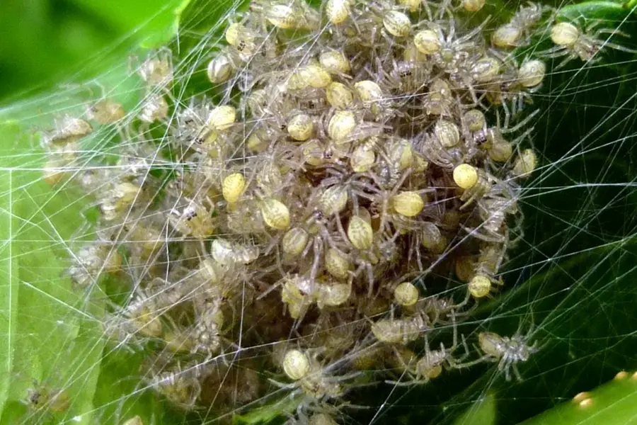 Гнездо пауков сенокосцев