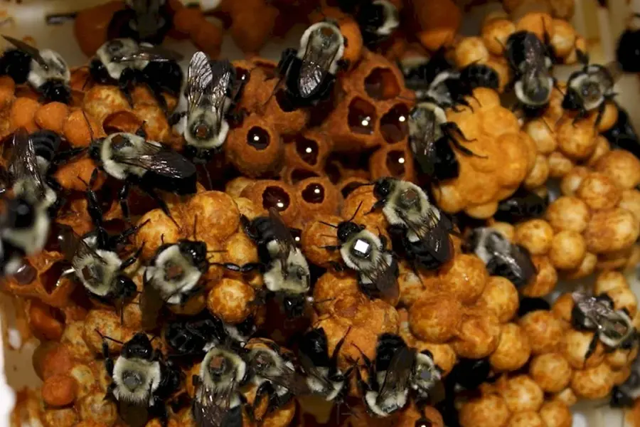 Гнездо шмелей с мёдом