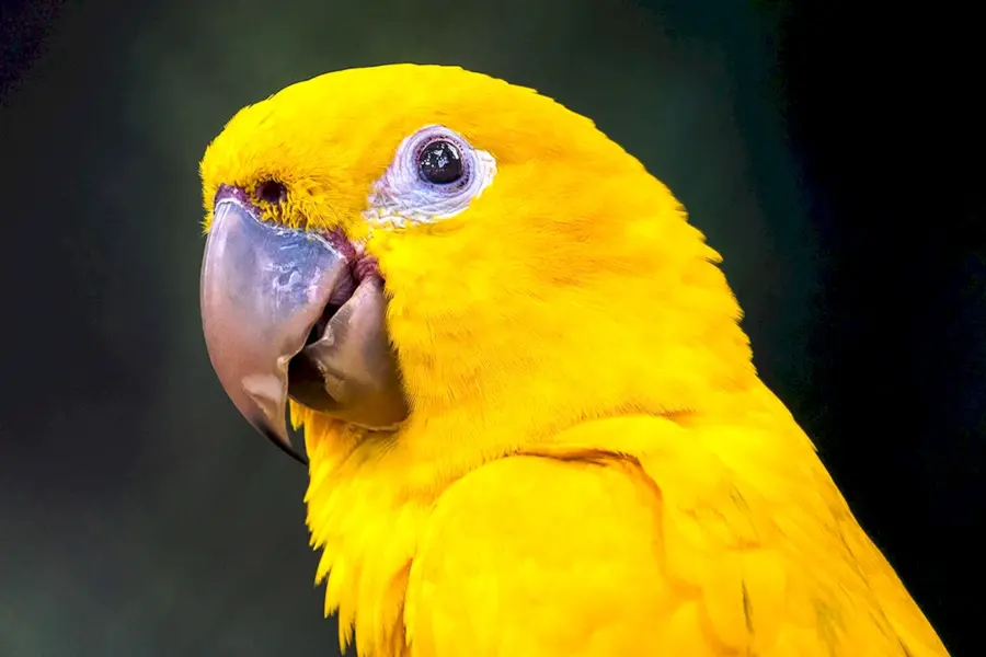 Golden Conure попугай