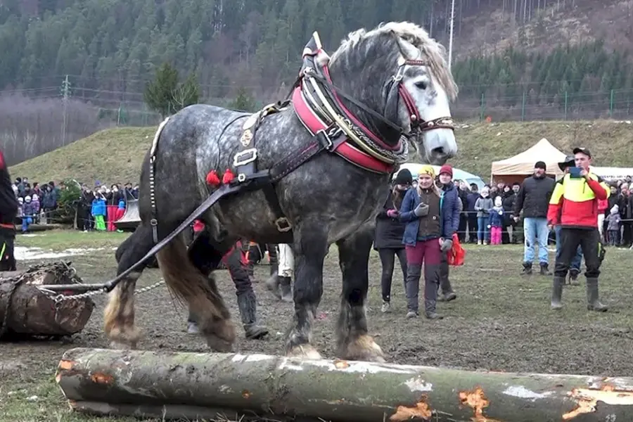 Голландская Ломовая лошадь