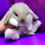 Голландский карликовый вислоухий кролик