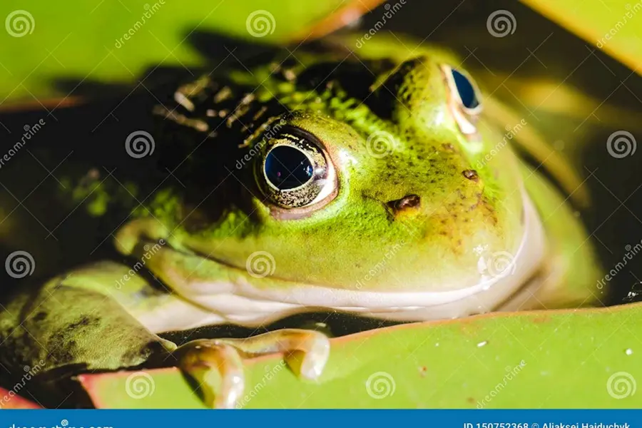 Голова зелёной лягушки