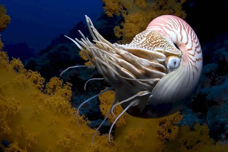 Головоногие моллюски Наутилус