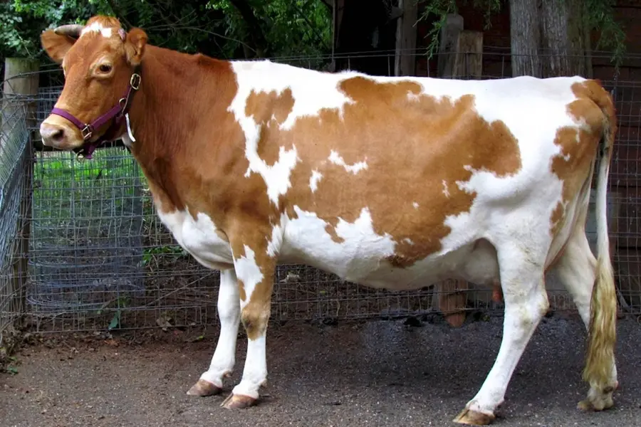 Голштинская красно пестрая корова