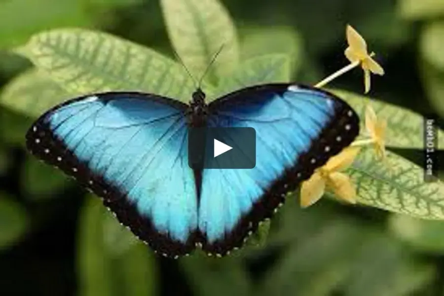 Голубая Морфо бабочка