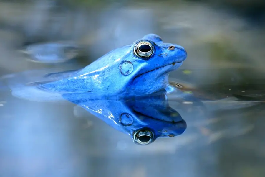 Голубая остроносая лягушка