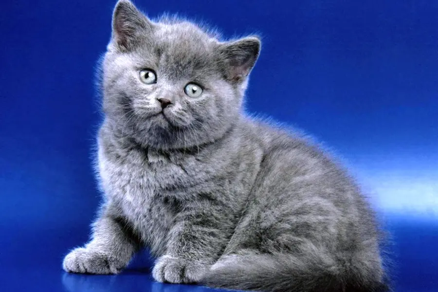Голубой британец кот