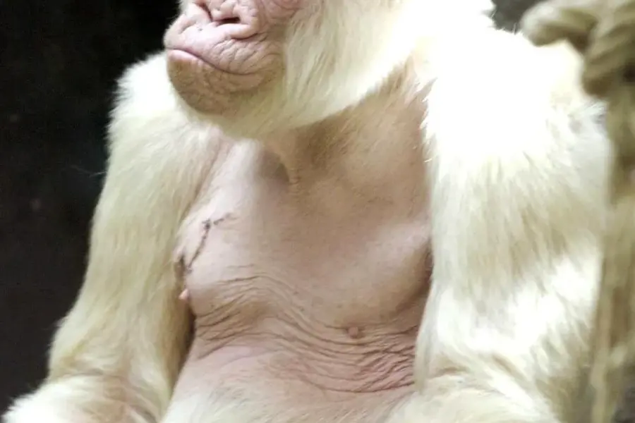 Горилла альбинос
