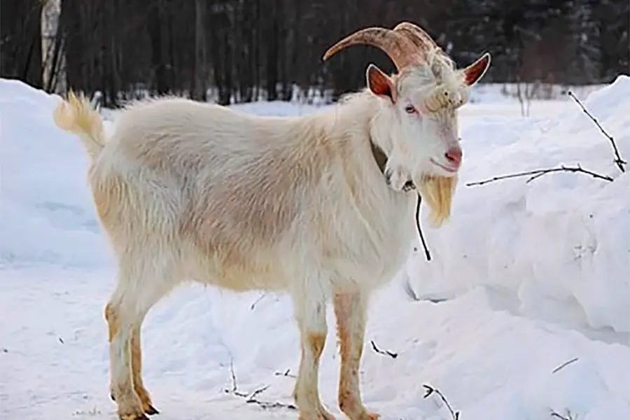 Горьковская Мегрельская коза