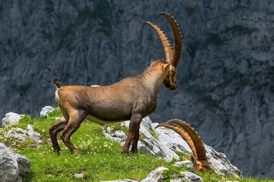 Горный козел горный Алтай