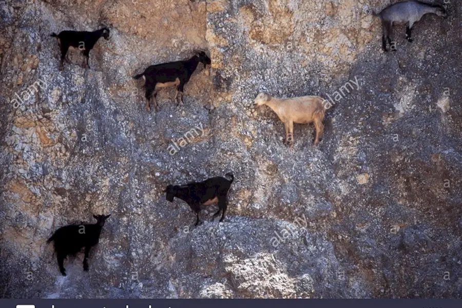 Горный козел на скалах