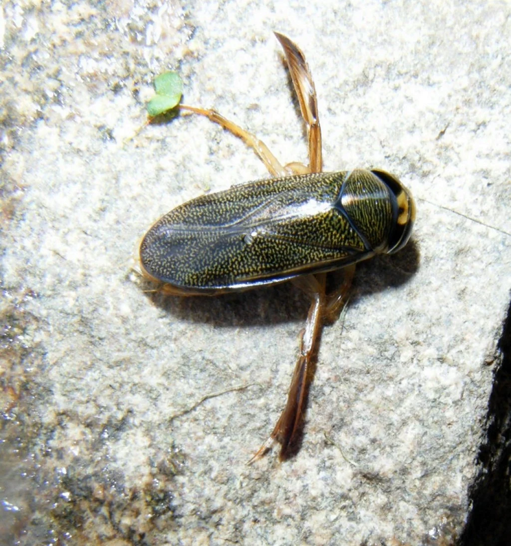 Гребляк Corixa punctata. Жук гребляк. Клоп гребляк.