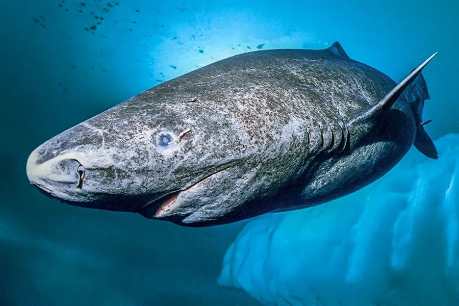 Гренландская Полярная акула 512 лет