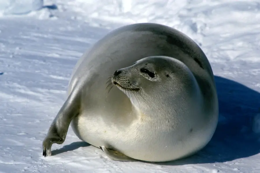 Гренландский тюлень