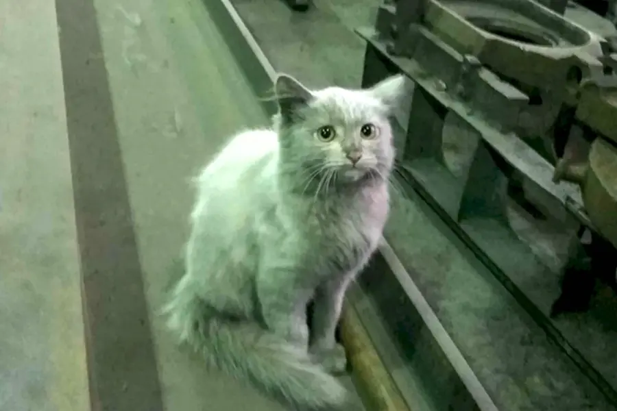 Грязный кот на заводе