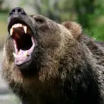 Грозный медведь Гризли